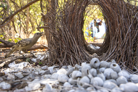 A bowerbird next to its impressive nest on the ground.