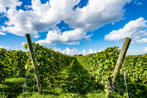 A vineyard in Yoichi, on Japan’s northern island of Hokkaido.