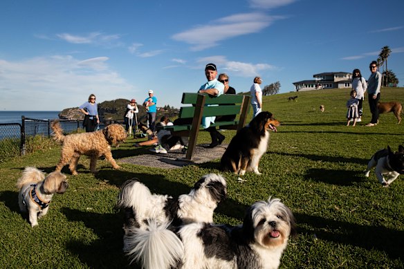 Sydney councils are lobbying for increased penalties for breaches of pet ownership rules.