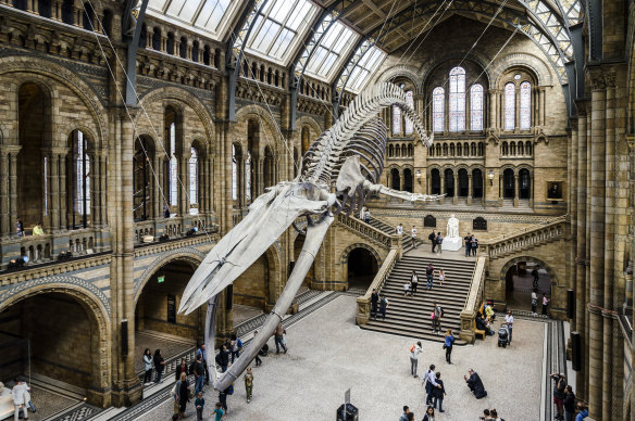 A blue whale skeleton at the British Natural History Museum.
