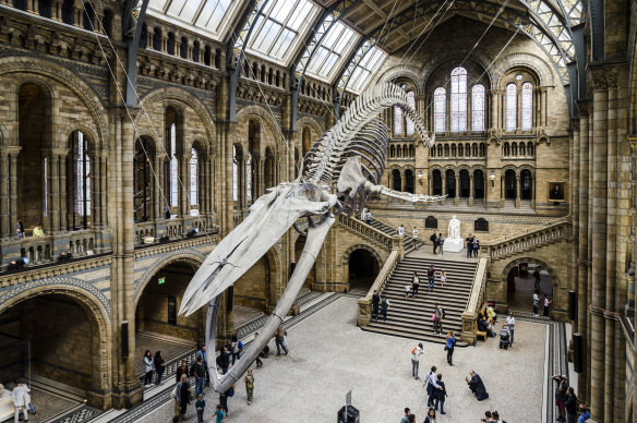 A blue whale skeleton at the British Natural History Museum.