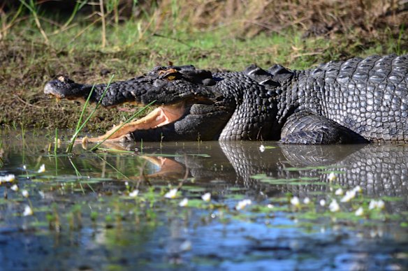 You’re going to see a lot of these creatures at Davidsons Arnhemland Safaris.