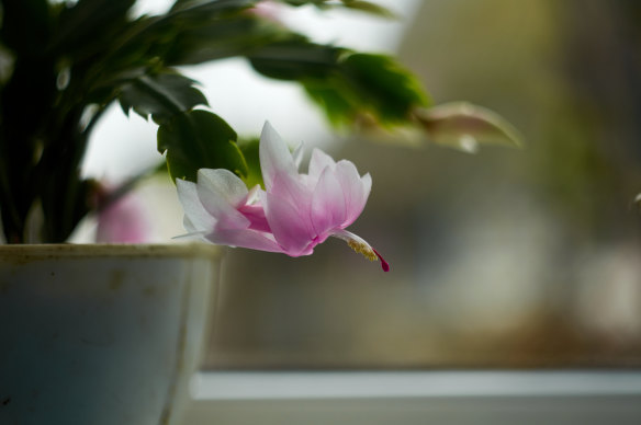 The zygocactus is a popular winter-flowering plant.