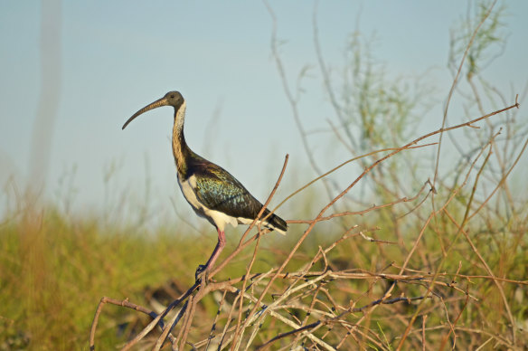 A straw-necked ibis.