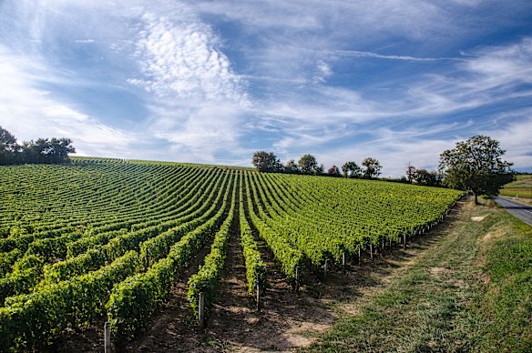 Amazing, accessible wine: The Loire Valley in France.