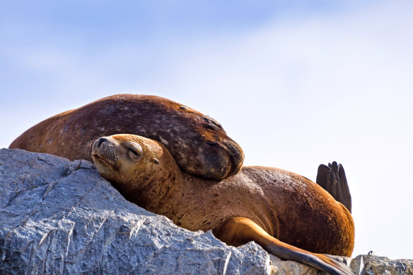 Seal love in the Beagle Channel.
