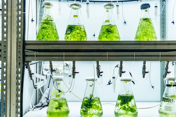 Seaweed samples in Winberg’s lab.