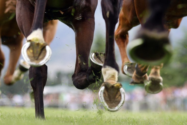 What Are Australia S Laws On Racehorse Slaughter