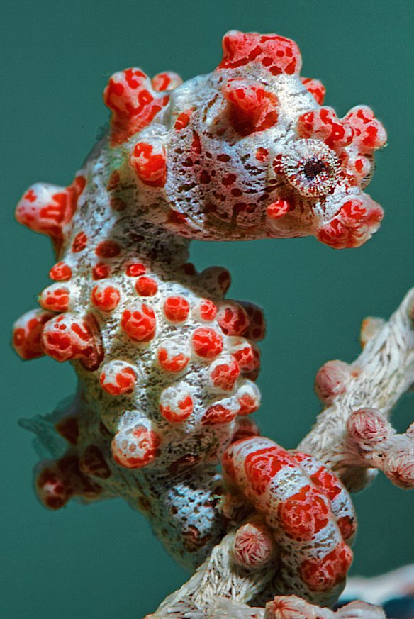 Bargibant’s seahorse.