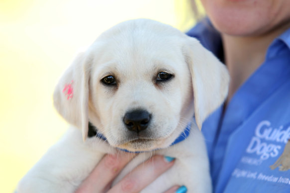 Therapy best sale dog cost