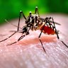 The Aedes aegypti mosquito can transmit dengue, Zika, yellow fever and Chikungunya viruses. Its population is currently limited to Queensland.