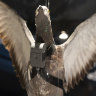 A mockup of a pigeon with a camera attached on display at the museum.