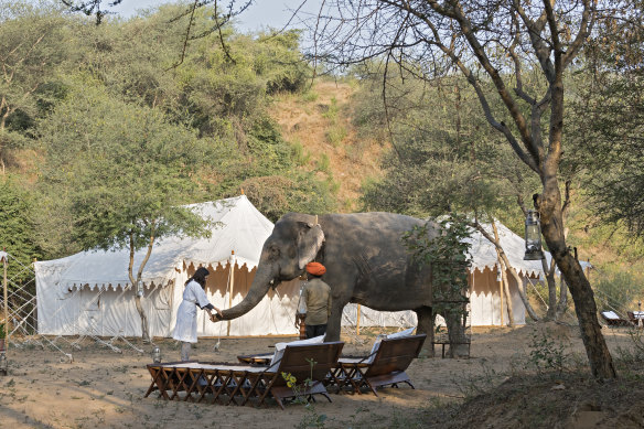 Dera Amer elephant rescue camp.