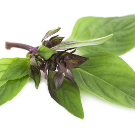 The flavour of Thai basil is reminiscent of anise or licorice.
