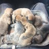 Litter of puppies pulled from storm drain by WA police officer