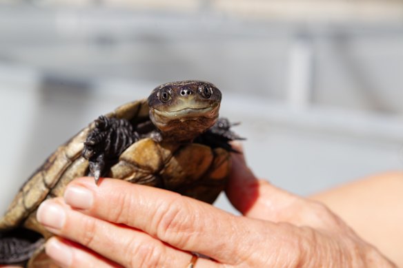 This 85-year-old western swamp tortoise, named ‘C12’, is a resident at Perth Zoo. 