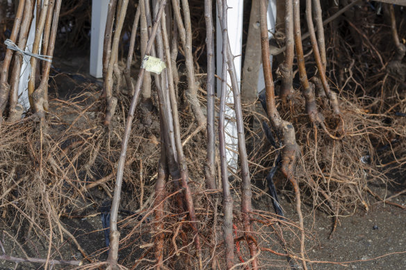 Bare root plants have been dug up while dormant from the ground in which they were established, washed free of soil and sold with entirely naked roots.