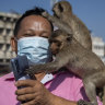 Officials have a plan to end years of monkey mayhem in Thailand