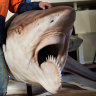 Fossils of the prehistoric Helicoprion’s teeth baffled scientists for decades.