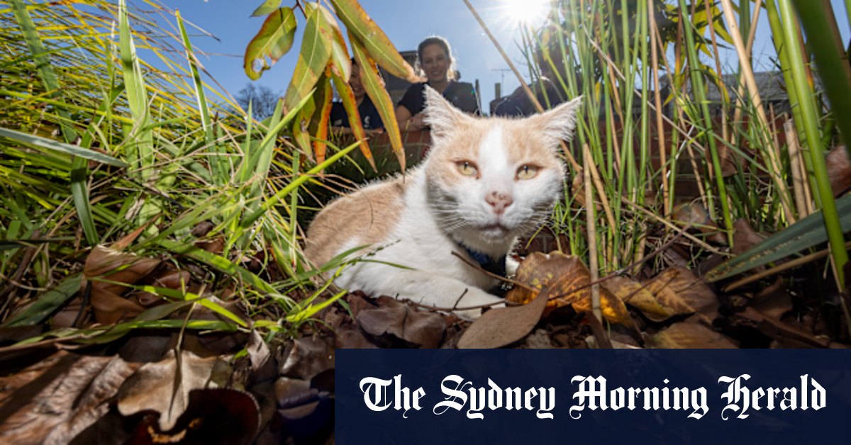 ‘We love you, Elwood’: Fans rejoice at return of stolen hospital cat