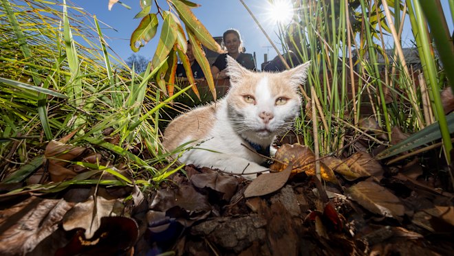 ‘We love you, Elwood’: Fans rejoice at return of stolen hospital cat