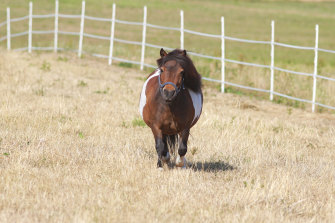 Black Beauty Taught Us Long Ago To Treat Horses Kindly What Happened
