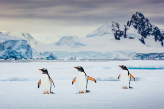 Gentoo penguins are just one of a number of breeds in the area. These are thriving on Elephant Island and on the Antarctic Peninsula.