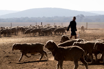 Dusty and dry conditions in regional NSW, where some of the state's biggest towns are trying to work out how they can keep their residents supplied with drinking water.