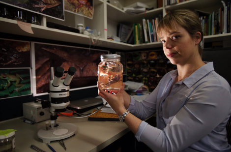Dr Jodi Rowley, an amphibian specialist, with a flying tree frog she named after her mother "Helen's Tree Frog". 