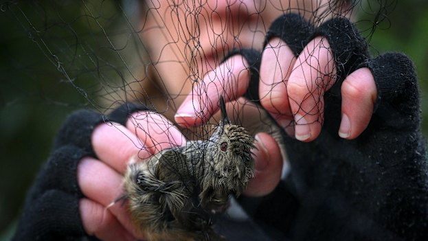 A King Island thornbill caught in a mist net. Moments later it is untangled by researchers to draw genetic samples. 
