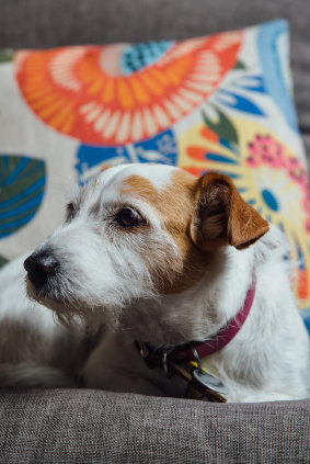 Grungle, a nine-year-old Jack Russell, has needed a lot of vet attention recently.