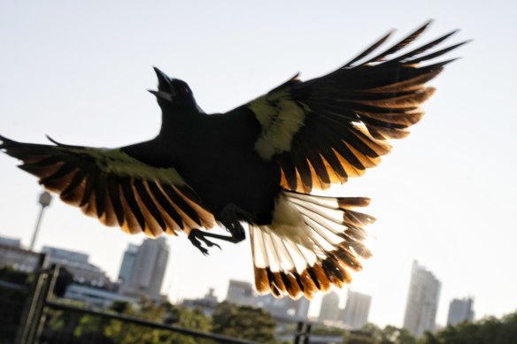 A swooping magpie in Wentworth Park.