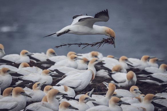 The Point Danger gannet colony in Portland. 