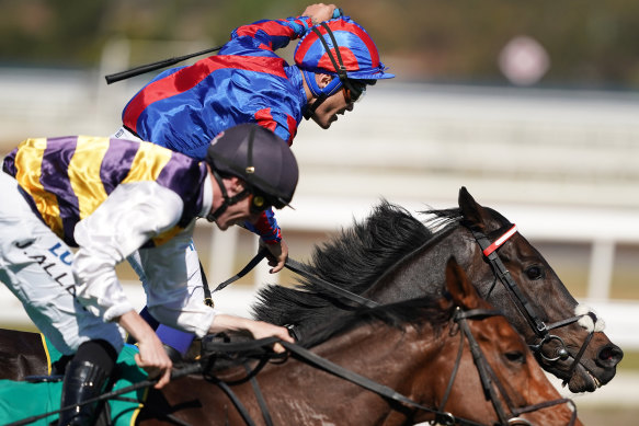 New Zealand Jockey Michael Walker rides English horse Prince of Arran to win the Geelong Cup on October 24. The pair will team up for the Cup.