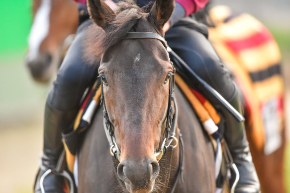 Tiger Moth at trackwork in Werribee ahead of the Cup.
