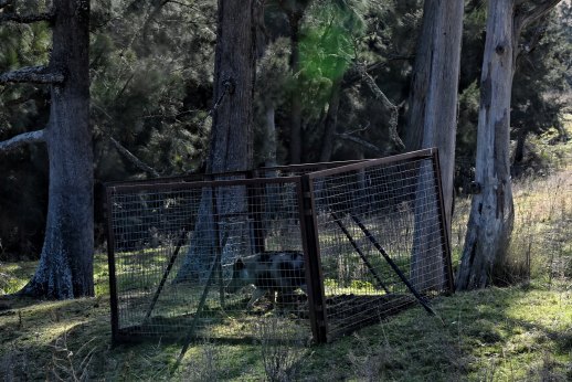 Feral sow pig caught in a trap by Local Land Services in the Megalong Valley in the Blue Mountains. 