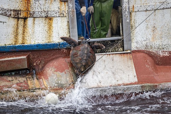 A sea turtle pulled up on a longline by a Taiwanese-flagged ship in the North Pacific in 2024.