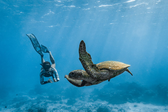 Marine encounters … turtle spotting on a snorkelling tour.