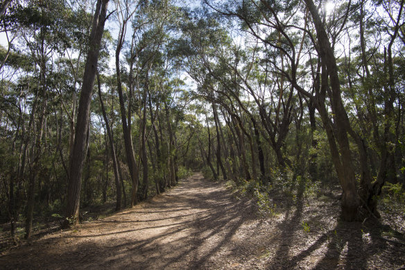 Environment Minister Matt Kean says the National Parks and Wildlife Service will develop a plan to manage the plateau. 