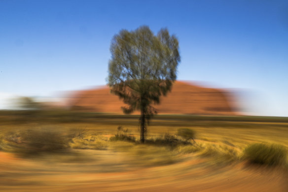 A desert oak also known as kurkara is seen in front of Uluru.