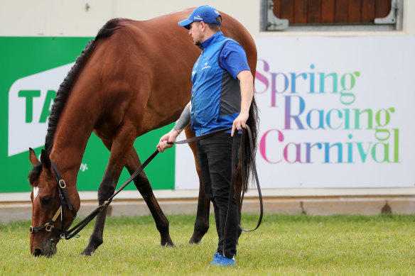 Last year's Melbourne Cup winner Cross Counter has settled in well.