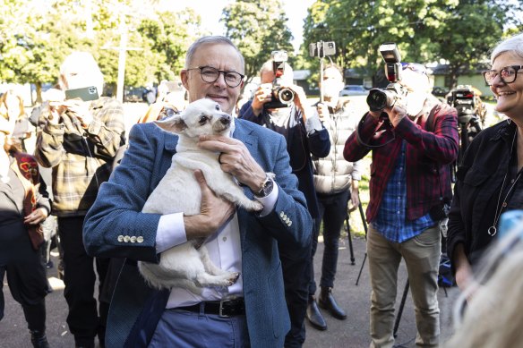 Opposition Leader Anthony Albanese with a dog that joined his press conference at the Addison Road Community Centre.