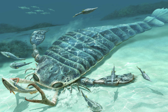 An artist’s impression of a species of Jaekelopterus, the largest type of sea scorpion that dominated ancient oceans as the apex predator like modern-day sharks.