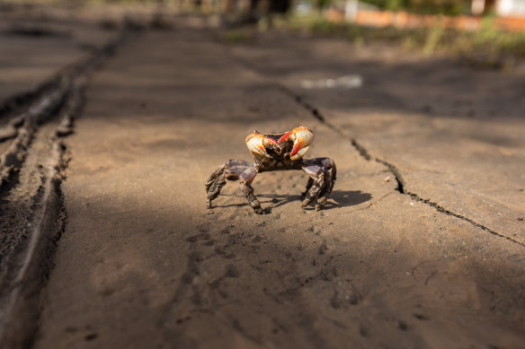 A crab on Chifley Drive in Maribyrnong.