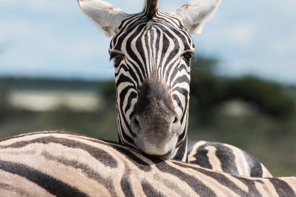 Self-drive safaris can be cheap, just remember to stop at the zebra crossings.