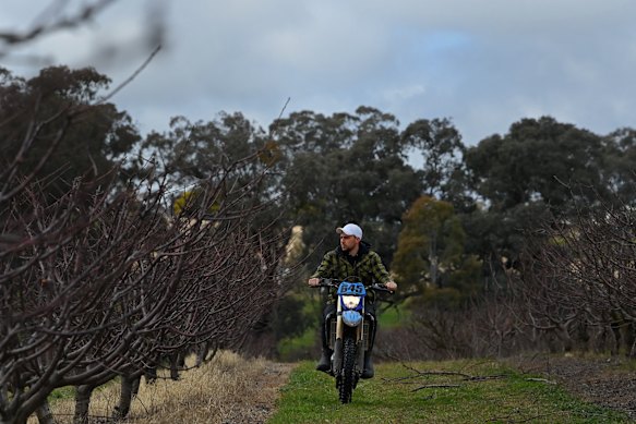 Third-generation farmer Mohammed Ali inspects cherry trees on the family property.
