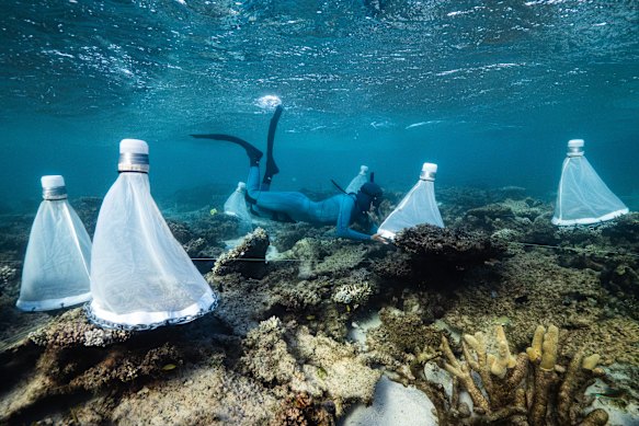 The coral restoration project was organised in just a few months. WA Marine Science Institution chief-executive Luke Twomey said it was “quite incredible” his team had managed it.