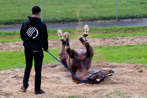 Light Infantry (before the name change) kicks his heels and enjoys a roll at Canterbury last year.