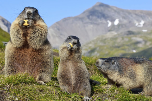 European marmots  today - a population of marmots in Kyrgystan carried the same bacterium as the one that triggered the bubonic plague. 