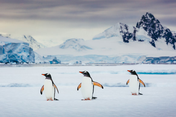 Gentoo penguins are just one of a number of breeds in the area. These are thriving on Elephant Island and on the Antarctic Peninsula.